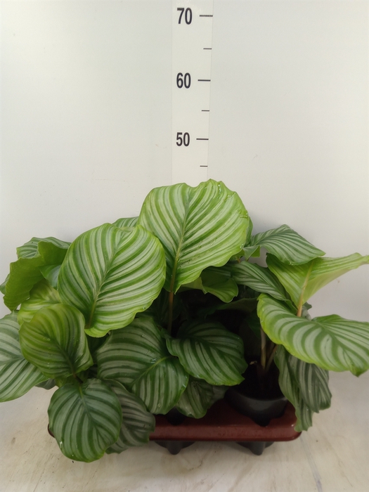 <h4>Calathea orbifolia</h4>