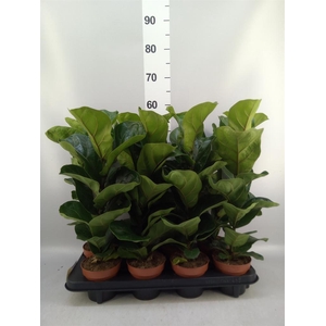 Ficus lyrata 'Bambino'