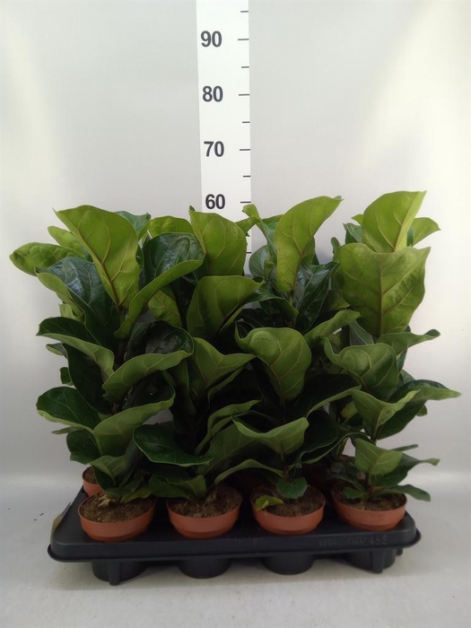 <h4>Ficus lyrata 'Bambino'</h4>