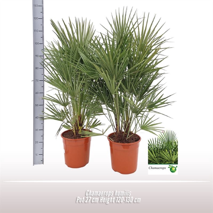 <h4>Chamaerops humilis</h4>