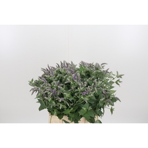 Mentha Silver Queen