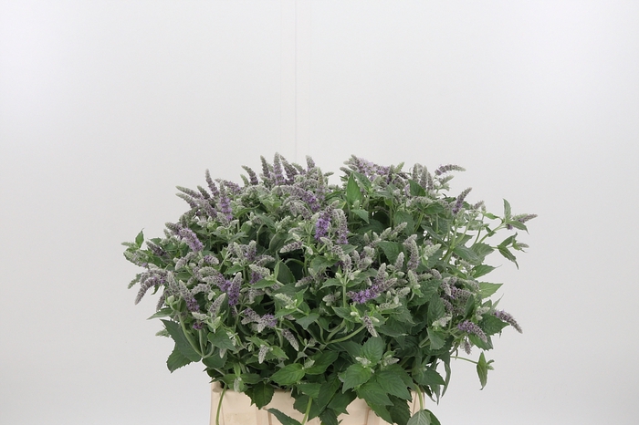 <h4>Mentha Silver Queen</h4>