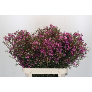 Chamelaucium Eden