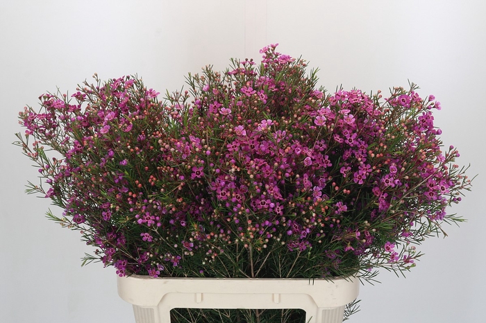 <h4>Chamelaucium Eden</h4>