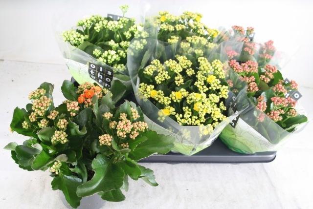 <h4>KAL GE GEM 4 KL</h4>