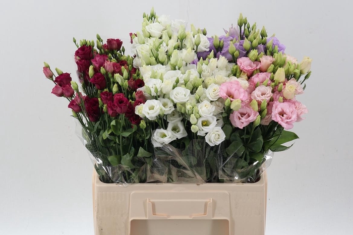 <h4>Eus G Gem In Fust</h4>