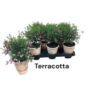 BORONIA HETEROPHYLLA