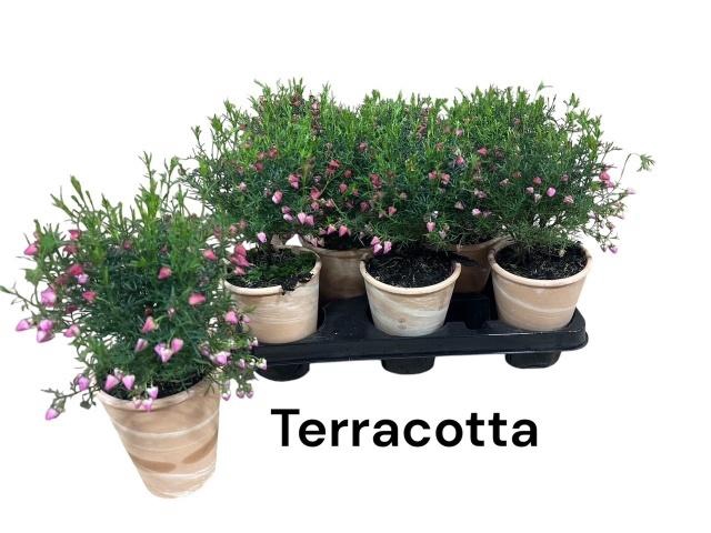 <h4>BORONIA HETEROPHYLLA</h4>