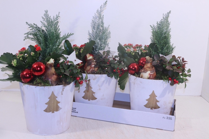 <h4>ARR HIPPEASTRUM</h4>