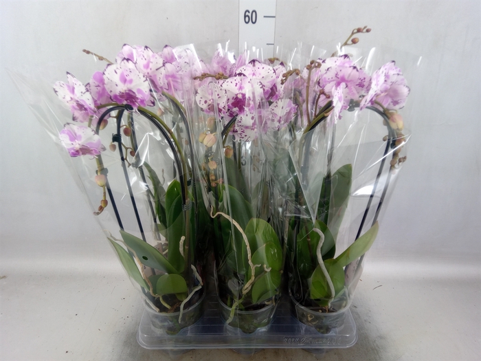 <h4>Phalaenopsis  'Elegant Cascade'</h4>