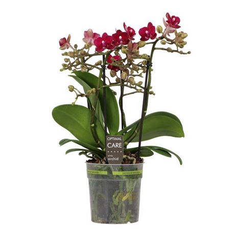 <h4>PHAL BOQUETTOTEMPTATION RED 3-5 TAK</h4>