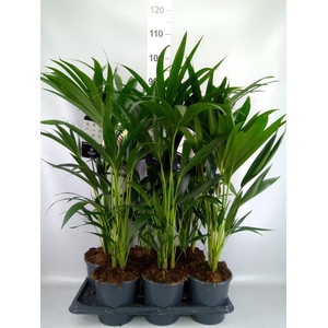 Howea forsteriana