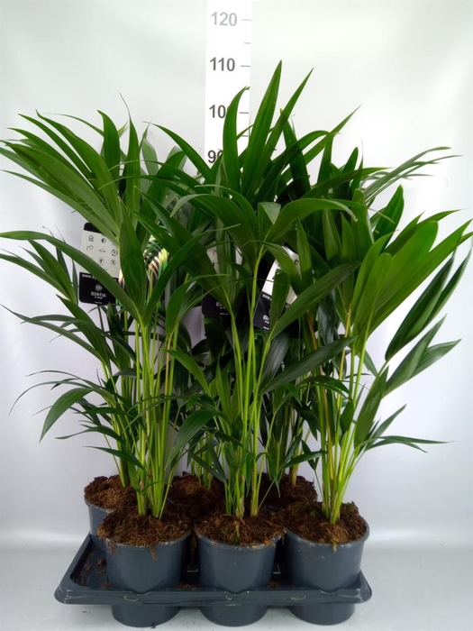 <h4>Howea forsteriana</h4>