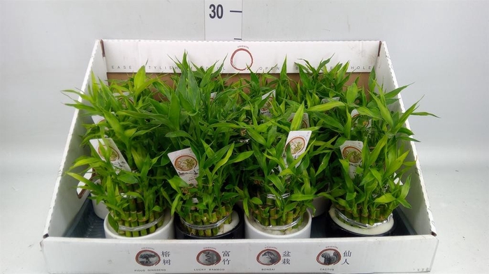 <h4>Dracaena sand. 'Lucky Bamboo' ..pyr</h4>