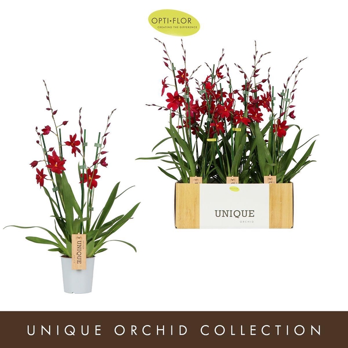 <h4>Nelly Isler Red Velvet 3 spike</h4>