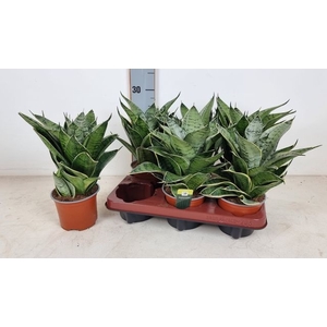 Sansevieria trifasciata Hahnii 12Ø 25cm