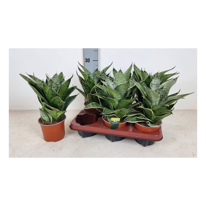 <h4>Sansevieria trifasciata Hahnii 12Ø 25cm</h4>