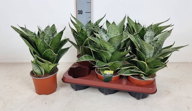 Sansevieria trifasciata Hahnii 12Ø 25cm