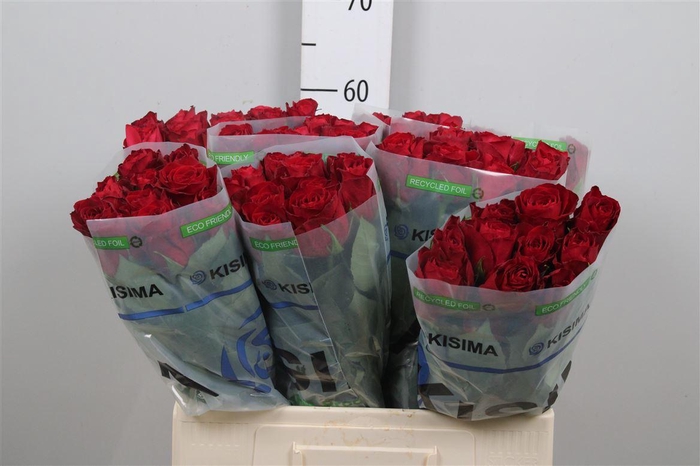 <h4>R Gr Madam Red</h4>