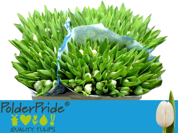 <h4>TU EN ROYAL VIRGIN</h4>