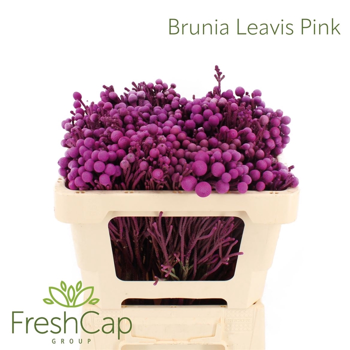 <h4>Brunia Leavis Pink</h4>