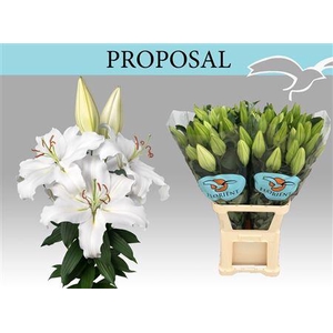 Li Or Proposal