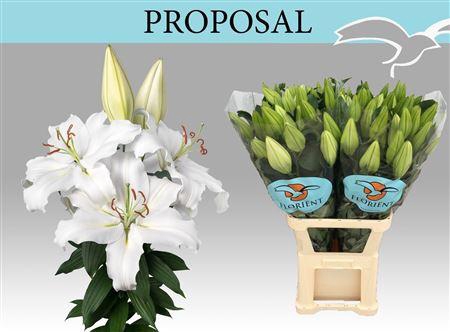 <h4>Li Or Proposal</h4>