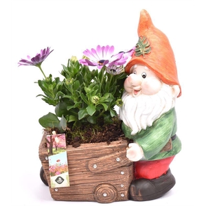 Cement kabouter met kruiwag 23x15cm