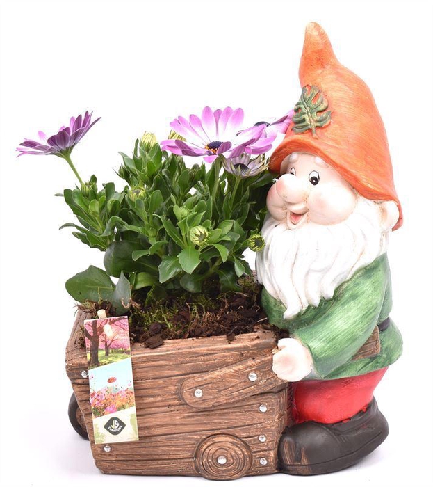 <h4>Cement kabouter met kruiwag 23x15cm</h4>