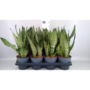 Sansevieria zeylanica