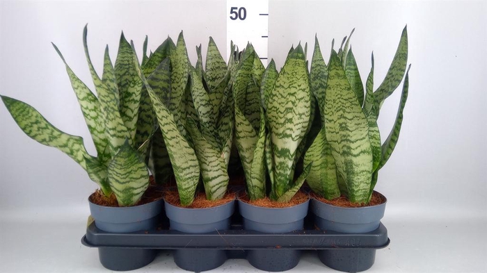 <h4>Sansevieria zeylanica</h4>