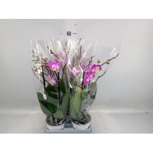 Phalaenopsis  'Sunca Pula'