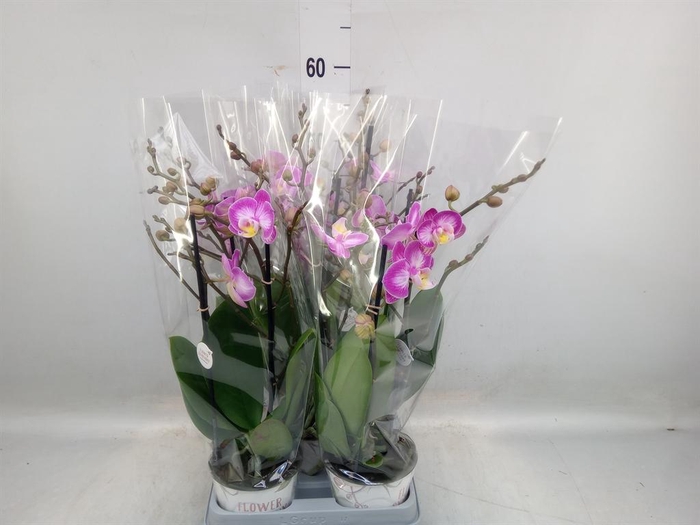 <h4>Phalaenopsis  'Sunca Pula'</h4>