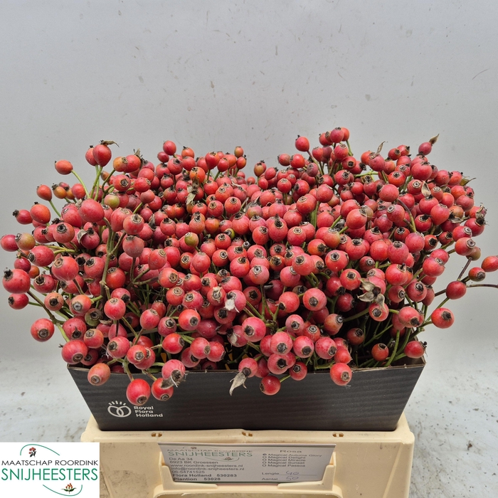 <h4>ROSA MAG AUTUM GLORY</h4>