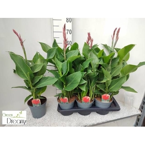 CANNA KRETA