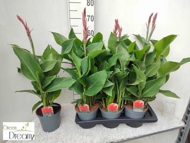 <h4>CANNA KRETA</h4>