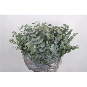 Euc Cinerea Per Bunch 200 Gram