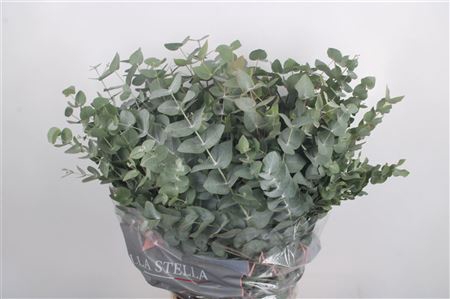 <h4>Euc Cinerea Per Bunch 200 Gram</h4>