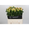 Paeonia Kingsday