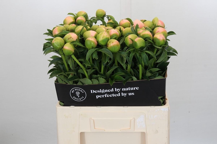 <h4>Paeonia Kingsday</h4>