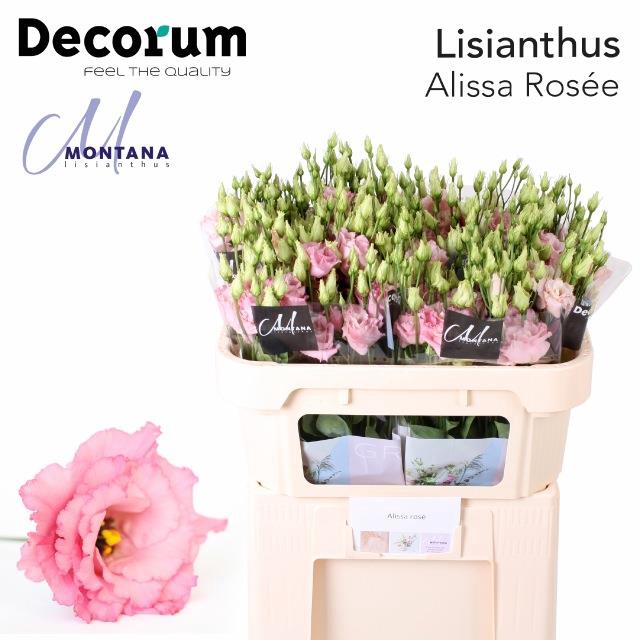 <h4>Eust Alissa Rose Montana</h4>