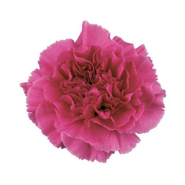 <h4>DI ST FARIDA</h4>