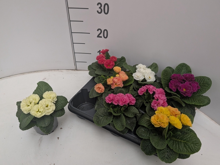 <h4>PRIM AC POMPOM GEM</h4>