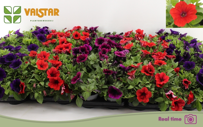 <h4>PET FAMOUS GEM</h4>