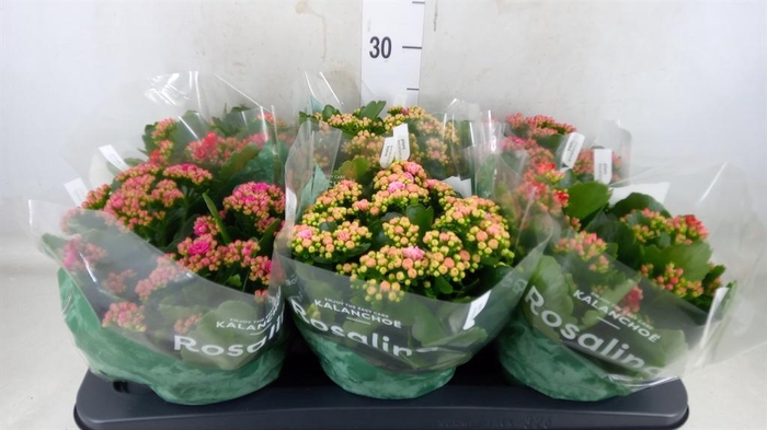 <h4>Kalanchoe blos. 'Rosalina' ..mix 4</h4>