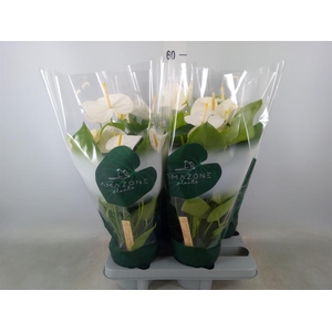 Anthurium andr. 'Samora'