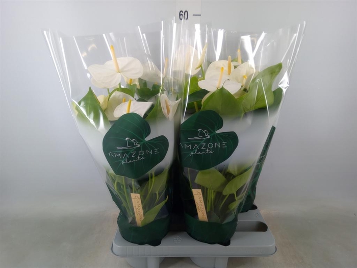 <h4>Anthurium andr. 'Samora'</h4>