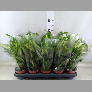 Dieffenbachia  'Compacta'