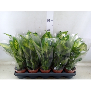 Dieffenbachia  'Compacta'