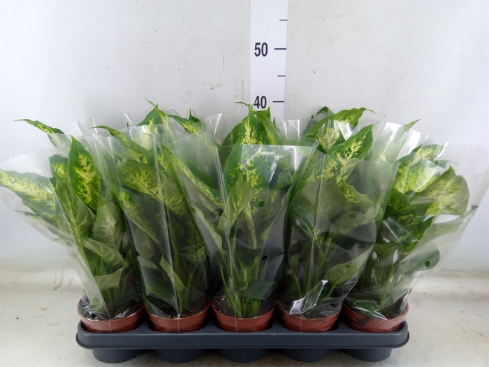 <h4>Dieffenbachia  'Compacta'</h4>